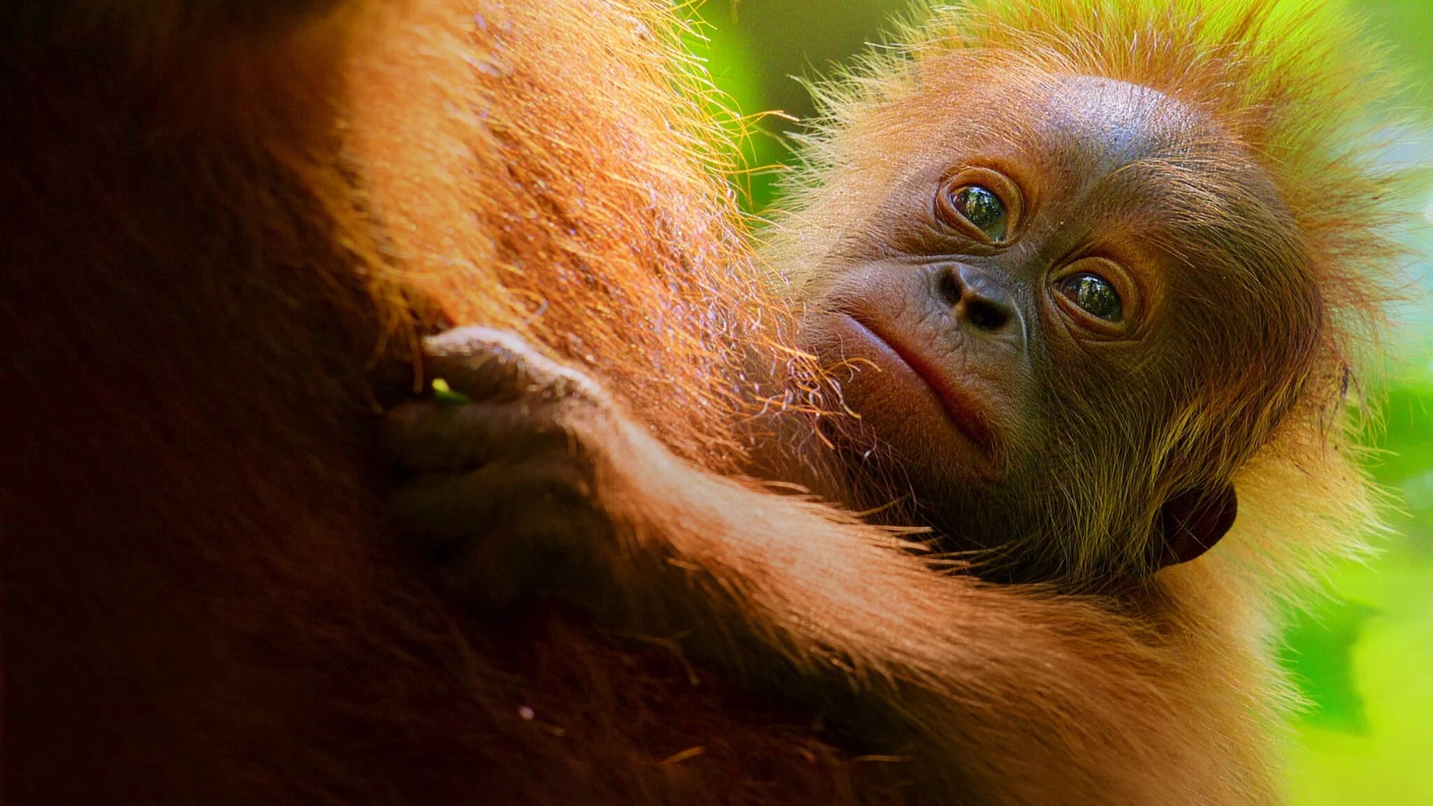 Cuộc sống bí mật của đười ươi - Secret Lives of Orangutans