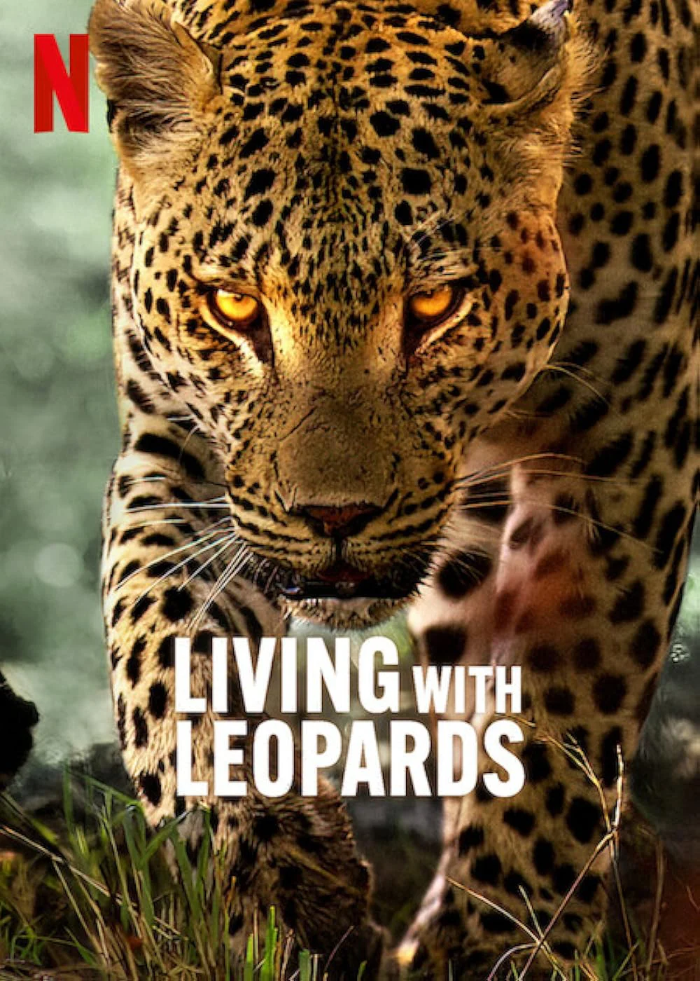 Living with Leopards -  Living with Leopards